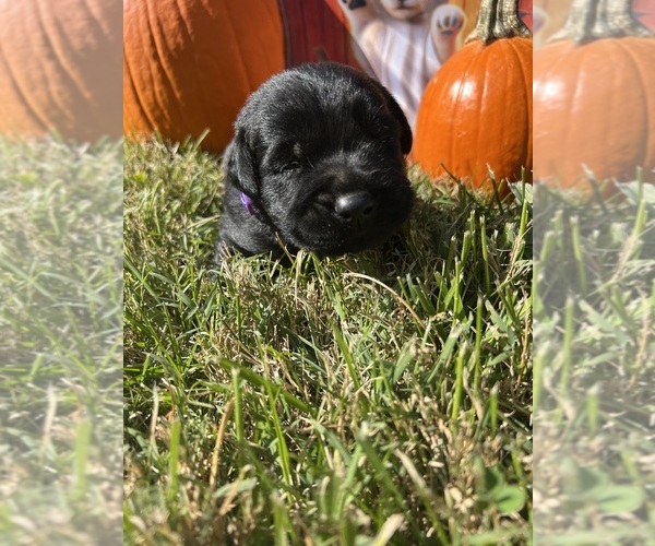 Medium Photo #3 Labrador Retriever Puppy For Sale in NEOLA, WV, USA