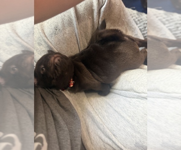 Medium Photo #4 Pug Puppy For Sale in BLOOMINGTON, IL, USA