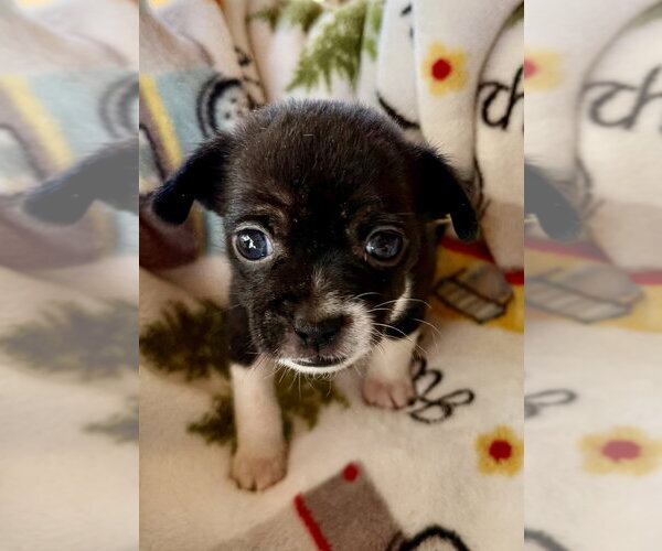 Medium Photo #4 ShiChi Puppy For Sale in San Diego, CA, USA