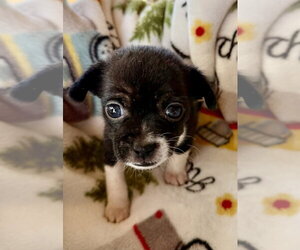 Lolly - Female ShiChi Dog for Adoption - Photo #4
