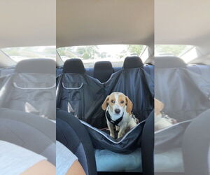 Beagle Dogs for adoption in New Orleans, LA, USA
