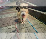 Small #1 Havanese Mix