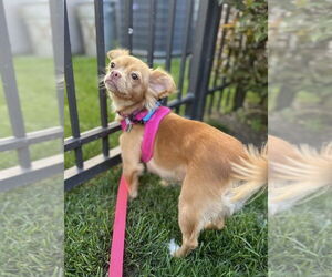 ShiChi Dogs for adoption in Mundelein, IL, USA