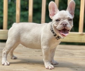 French Bulldog Puppy for sale in ATLANTA, GA, USA