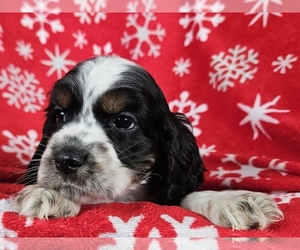 Cocker Spaniel Puppy for sale in PROVIDENCE, RI, USA