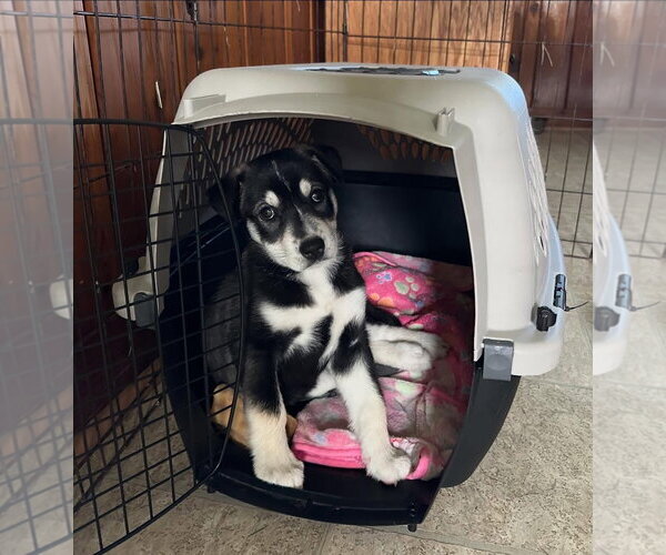 Medium Photo #2 Labsky Puppy For Sale in Alexander, AR, USA