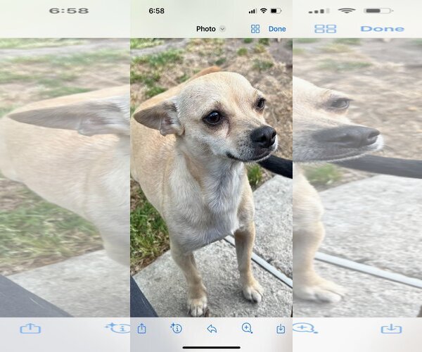 Medium Photo #3 Chihuahua Puppy For Sale in La Verne, CA, USA
