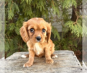 Cavalier King Charles Spaniel Puppy for sale in MIDDLEBURY, IN, USA