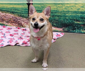 Chi-Corgi Dogs for adoption in Moreno Valley, CA, USA