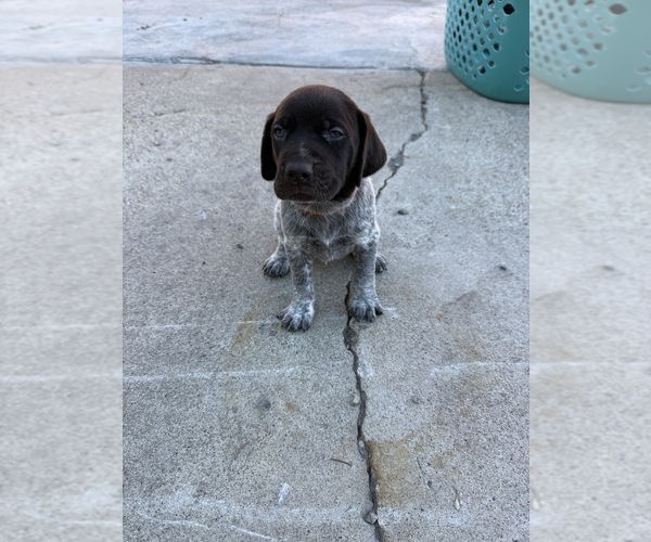 Medium Photo #2 German Wirehaired Pointer Puppy For Sale in TOOELE, UT, USA