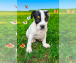 Small #7 Basenji-Rat Terrier Mix