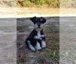 Small Photo #1 Schnauzer (Miniature) Puppy For Sale in WHEELER, WI, USA
