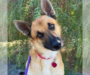 Mutt Dogs for adoption in San Diego, CA, USA