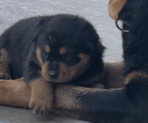 Rottweiler Puppy for sale in INOLA, OK, USA
