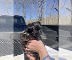 Small Photo #3 Shih Tzu Puppy For Sale in DUFF, TN, USA