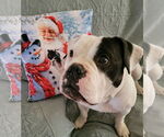 Small #3 American Bulldog