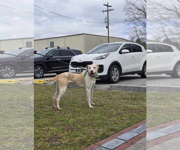 Medium Photo #7 Labrador Retriever-Unknown Mix Puppy For Sale in Orangeburg, SC, USA