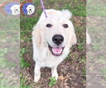 Small Great Pyrenees