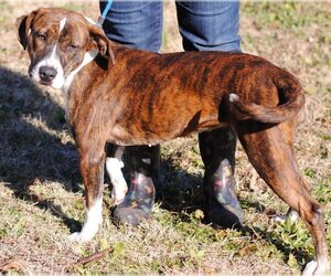 Nina - Female Mountain Cur-Unknown Mix Dog for Adoption - Photo #2