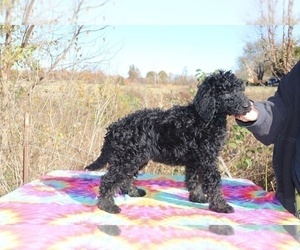 Goldendoodle Puppy for sale in RIPLEY, TN, USA