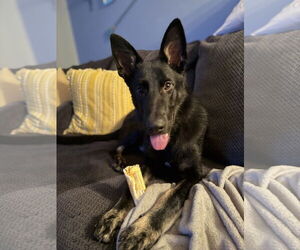 German Shepherd Dog Dogs for adoption in New Hill, NC, USA