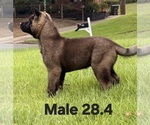 Small #1 Akita