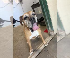 Boxer-Unknown Mix Dogs for adoption in Woodland, CA, USA