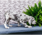 Small #9 Great Dane