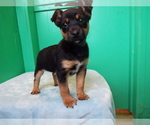Small Photo #1 Torkie Puppy For Sale in PATERSON, NJ, USA