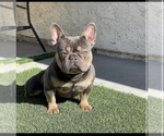 Small Photo #1 French Bulldog Puppy For Sale in ANAHEIM, CA, USA