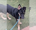 Small #1 Mutt