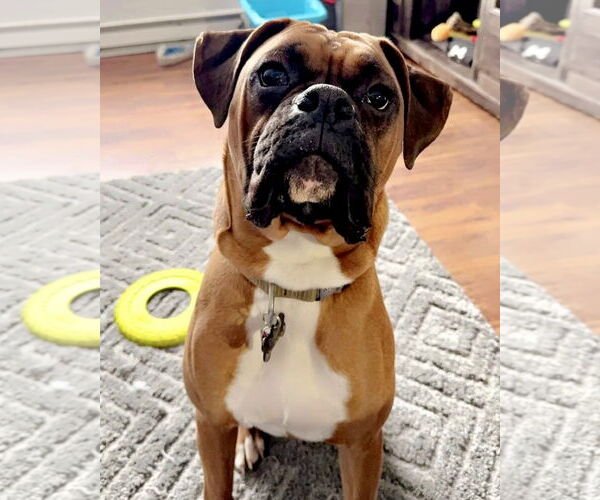Medium Photo #1 Boxer Puppy For Sale in Dumont, NJ, USA