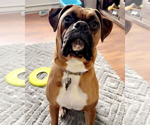 Boxer Dogs for adoption in Dumont, NJ, USA