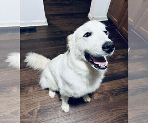 Golden Pyrenees Dogs for adoption in Columbus, IN, USA