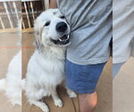 Small #1 Great Pyrenees Mix