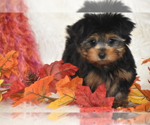 Yorkshire Terrier Puppy for sale in ELDORADO, OH, USA