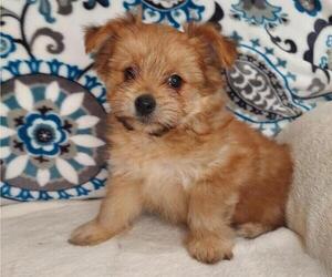 Yoranian Puppy for Sale in LEWISBURG, Kentucky USA