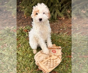 Goldendoodle (Miniature) Puppy for sale in MIDDLEBURY, IN, USA