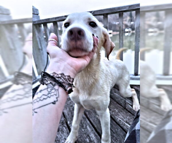Medium Photo #2 Golden Shepherd Puppy For Sale in Rutherfordton, NC, USA
