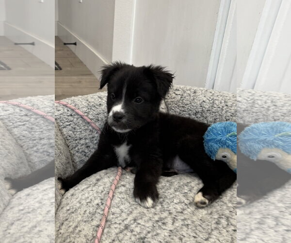 Medium Photo #8 Borador Puppy For Sale in Sandy, UT, USA