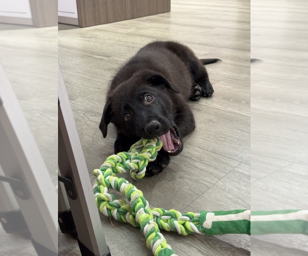 Medium Photo #1 German Shepherd Dog Puppy For Sale in HAMILTON, VA, USA