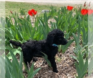 Poodle (Standard) Puppy for sale in WILLARD, MO, USA
