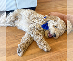 Small #3 Goldendoodle (Miniature)