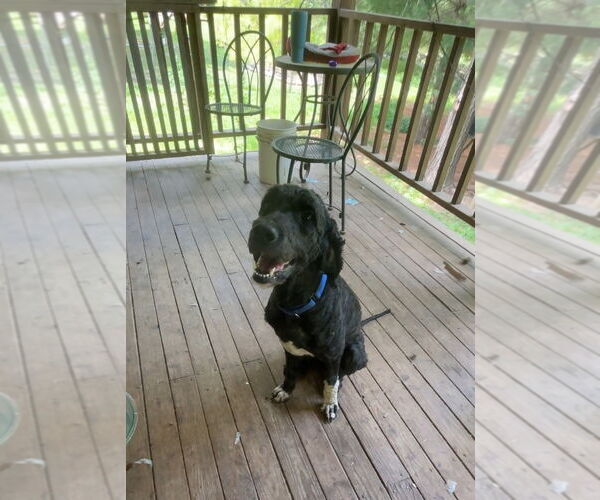 Medium Photo #5 Bernedoodle Puppy For Sale in Harrison, AR, USA