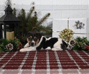 Jack Russell Terrier Puppy for sale in MILLERSBURG, OH, USA