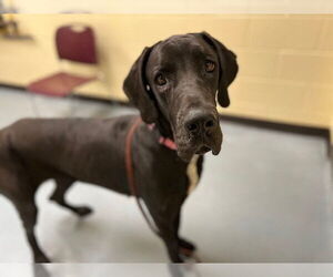 Great Dane Dogs for adoption in Denver, CO, USA