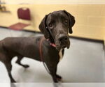 Small Great Dane