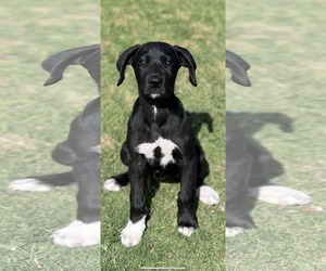 Anatolian Shepherd-Great Dane Mix Dogs for adoption in Dallas, TX, USA