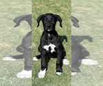 Small Anatolian Shepherd-Great Dane Mix