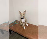 Small #5 American Pit Bull Terrier Mix